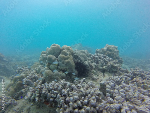 Fototapeta Naklejka Na Ścianę i Meble -  seychelles coral