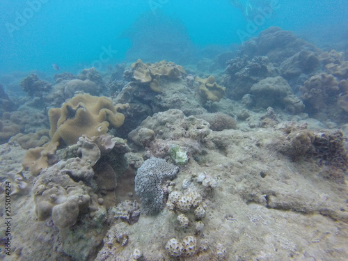 Fototapeta Naklejka Na Ścianę i Meble -  seychelles coral