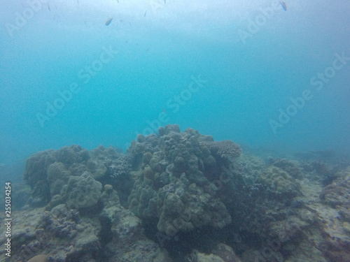 coral seychelles © Thomas