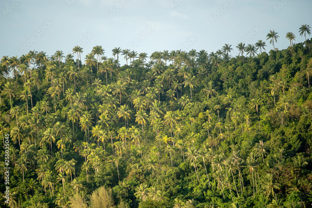 Silhouette of green coconut trees background on the mountain at island Koh Phangan, Thailand