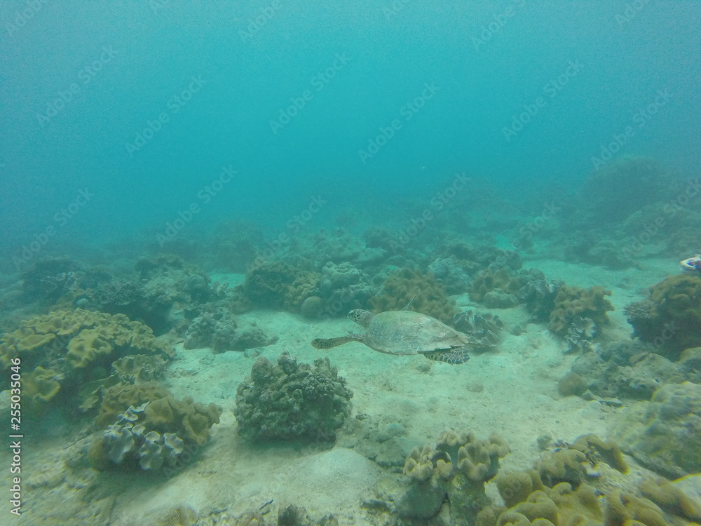 sea turtle sea turtle