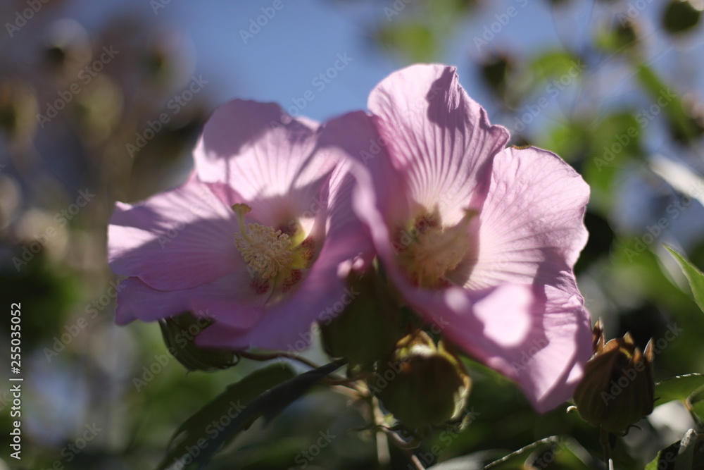 フヨウの花 フヨウの花