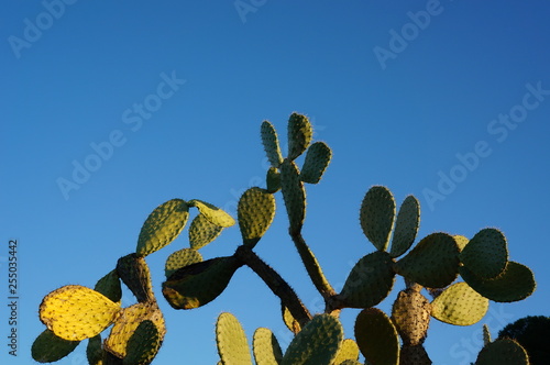 Planta de chumbera sobre cielo azul