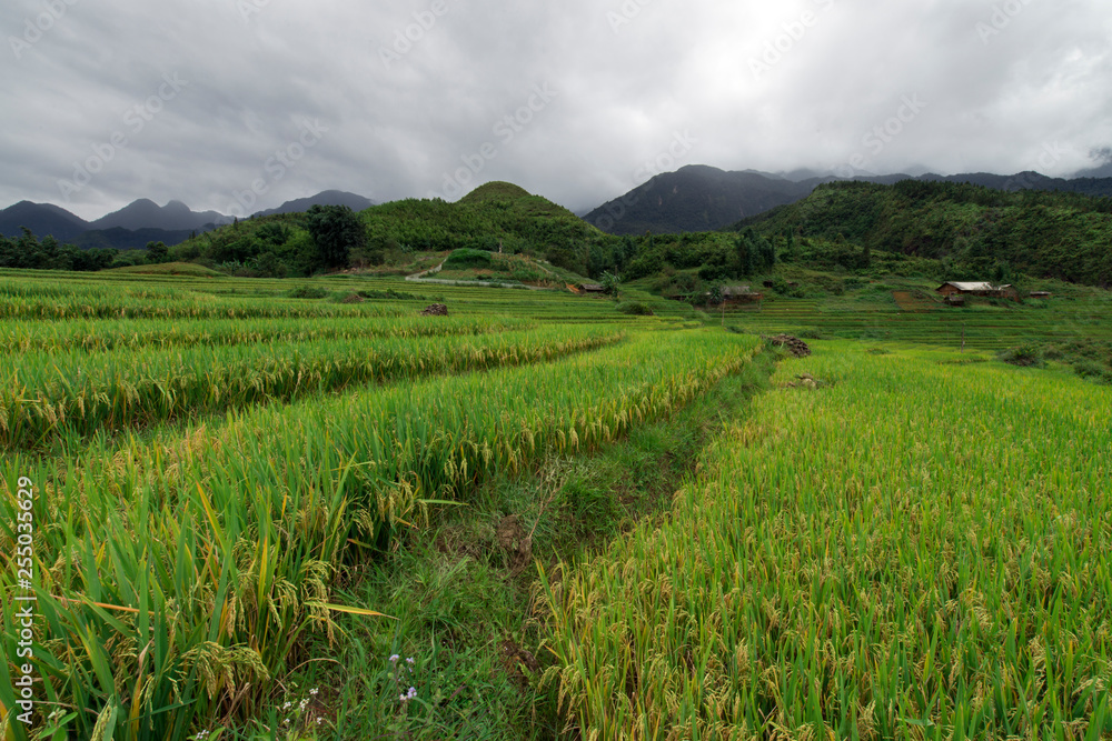 Green rice terraces landscape in Sapa, Lao Cai, Vietnam Green rice terraces landscape in Sapa, Lao Cai, Vietnam