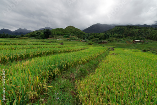 Green rice terraces landscape in Sapa, Lao Cai, Vietnam