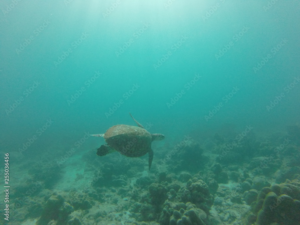 Fototapeta premium sea turtle