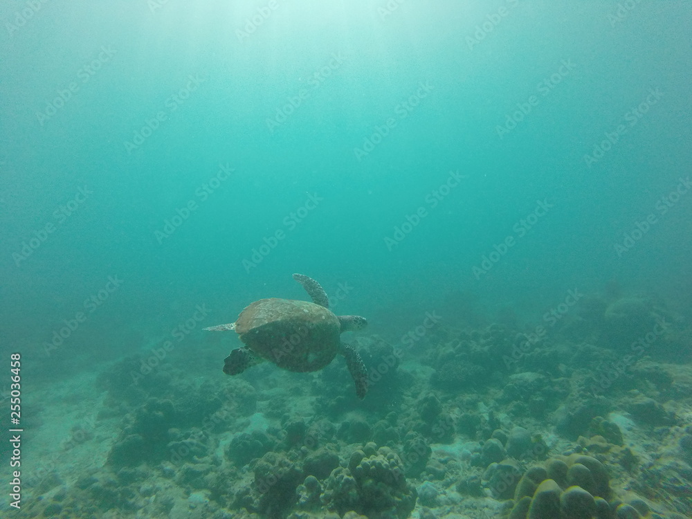 Fototapeta premium sea turtle