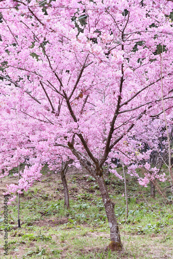 Pink cherry blossoms in Taichung, Taiwan