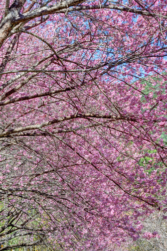 Pink cherry blossoms in Taichung, Taiwan