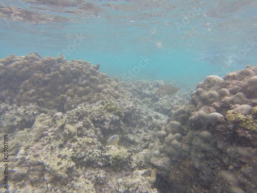 seychelles corals © Thomas