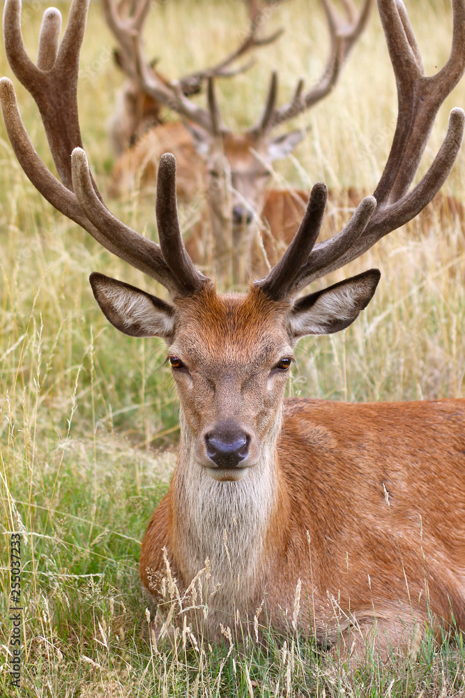 Deer: seeing double Deer: seeing double