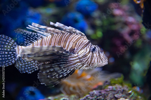 Lionfish Closeup in an Aquarium