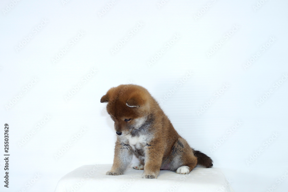 反省する豆柴子犬stock Photo Adobe Stock 反省する豆柴子犬stock Photo Adobe Stock