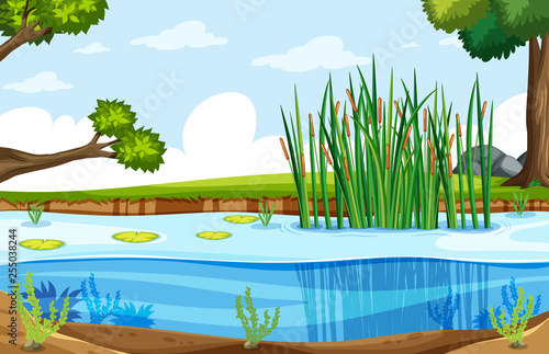 A nature swamp landscape