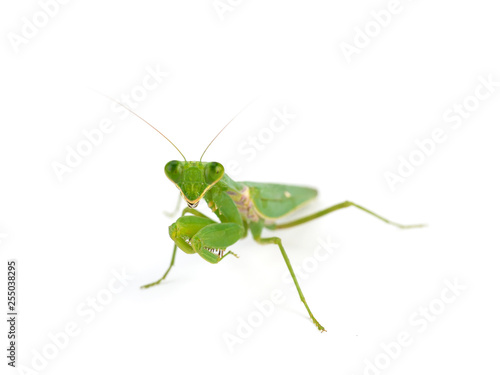 Praying mantis , on white background.