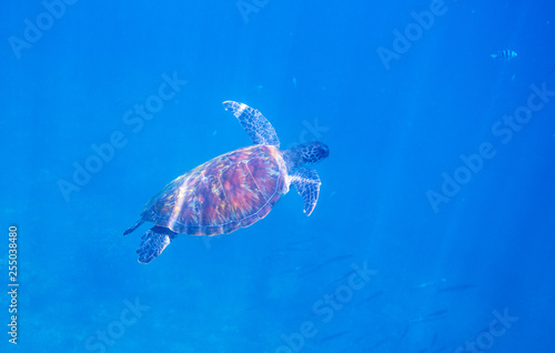 Green turtle in sunlight undersea photo. Sea turtle underwater closeup. Oceanic animal in wild nature