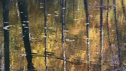 Small waves in a lake in autumn with yellow vegetation in reflections