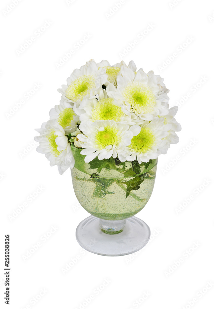 White chrysanthemum in vase