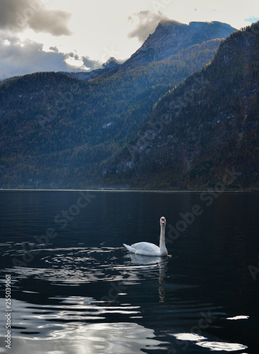 Beautiful swan swimming in crystal clear water