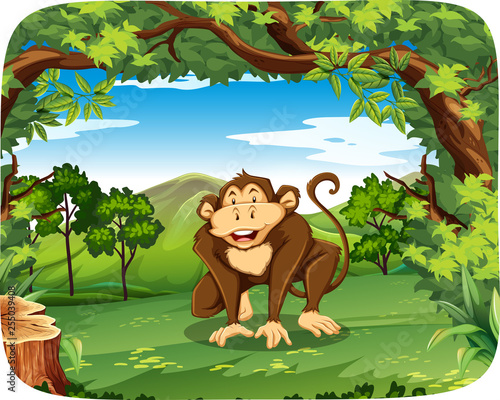 A monkey in wild forest