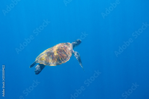 Sea turtle swims in sunlight undersea photo. Sea turtle underwater. Oceanic animal in wild nature.