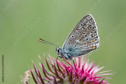 Wallpaper Mural butterfly on flower Torontodigital.ca