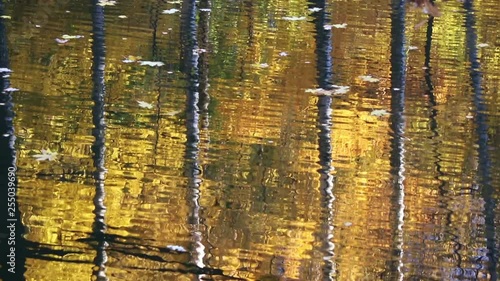 Tree trunks reflecting in water by a windy sunny evening in fall