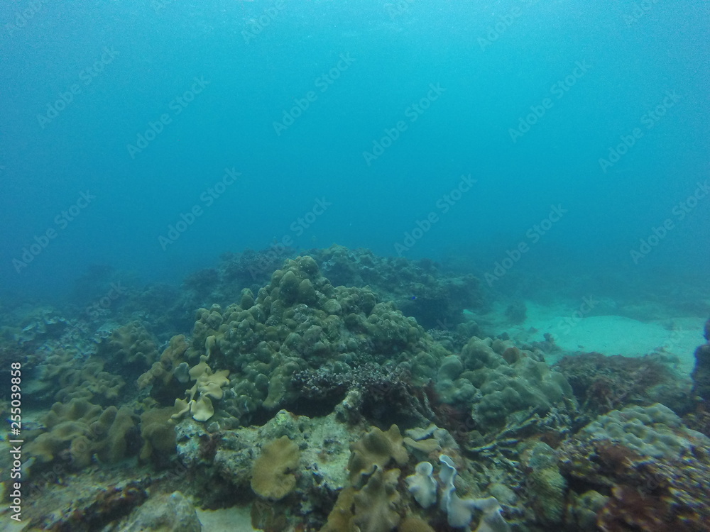 Naklejka premium seychelles coral reefs