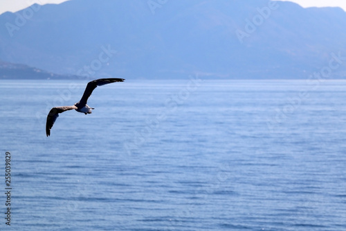 Seagull flying above the sea. Beautiful landscape in Croatia.