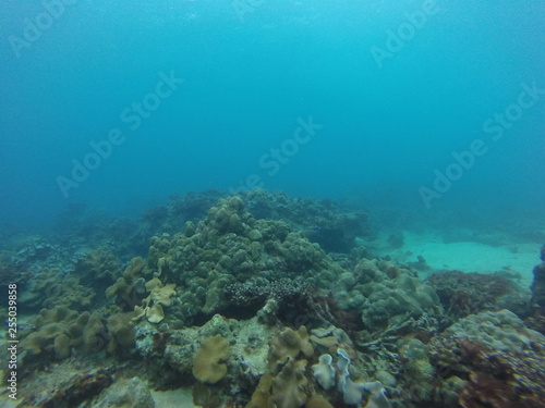 seychelles coral reefs © Thomas