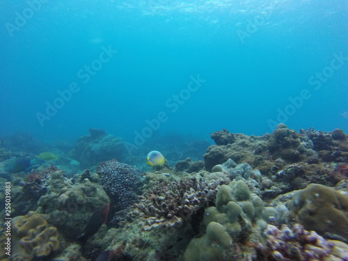 seychelles coral reefs