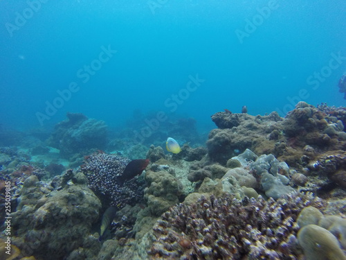 seychelles coral reefs © Thomas