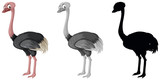 Set of ostrich character