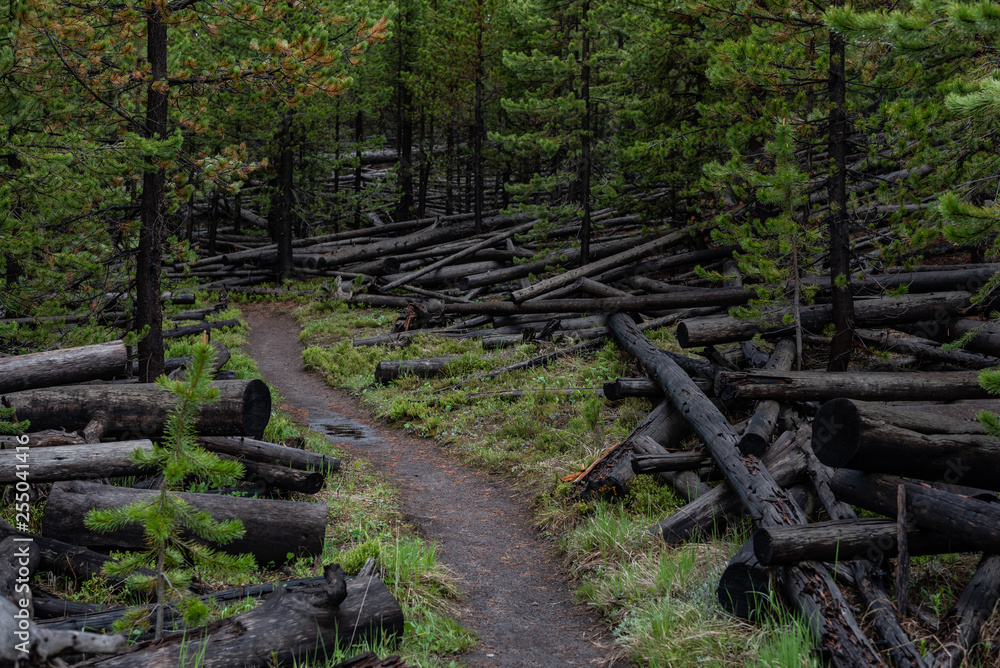 Trail Through Fallen Burned Trees Trail Through Fallen Burned Trees