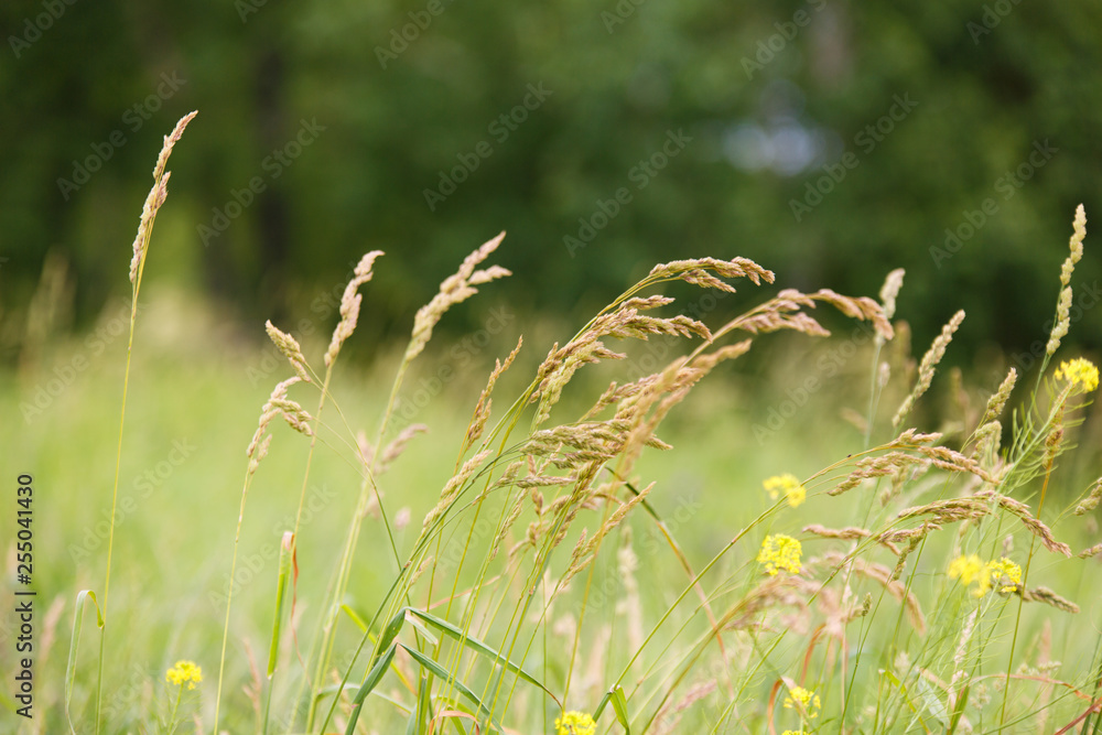Yellow grass in the field against the unfocused green grass. Yellow grass in the field against the unfocused green grass.