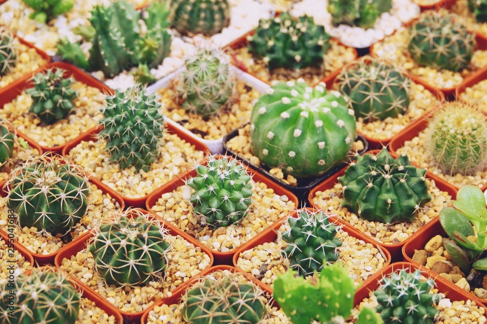 Sale of cactuses in the Flower market.