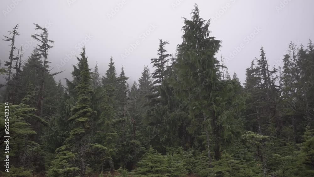 Old growth swamp forest Old growth swamp forest