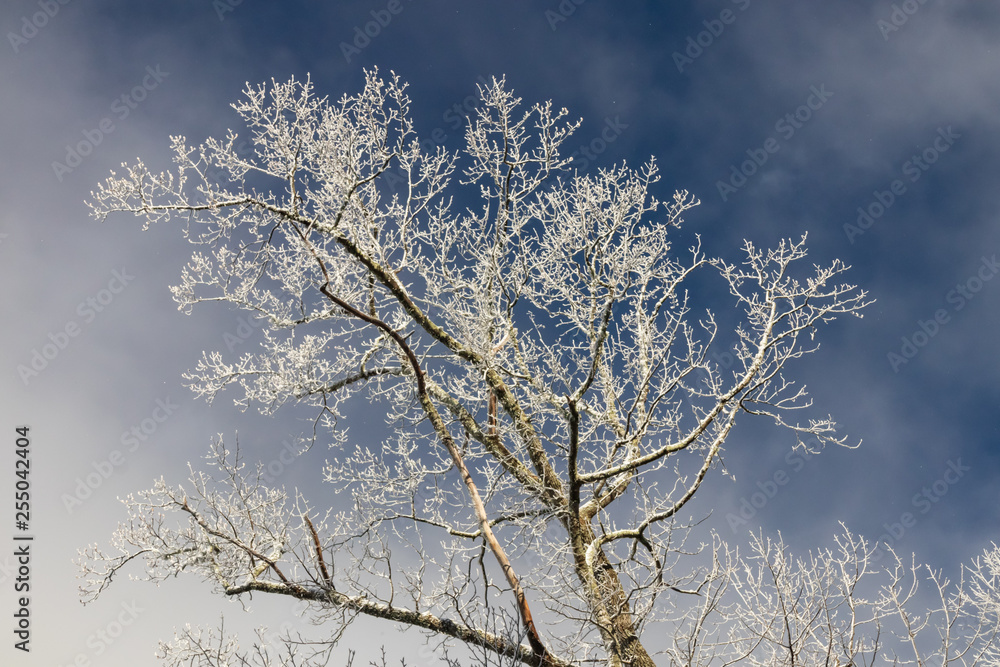 Snowy treetops against blue sky background
