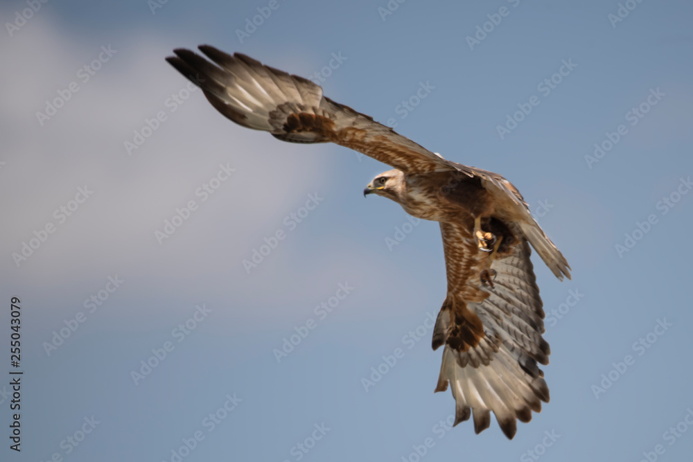 Obraz premium eagle in flight