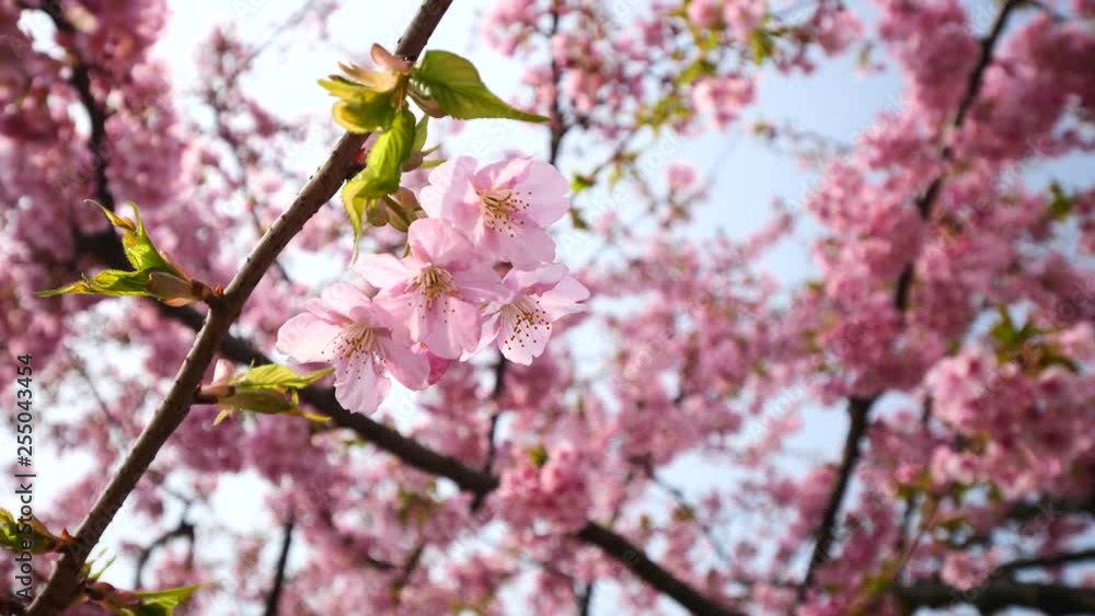 Flowers in spring series: Blossoms of Cherry flowers in small clusters on a cherry tree branch in breeze, close up and rotate view, 4K movie, slow motion. Flowers in spring series: Blossoms of Cherry flowers in small clusters on a cherry tree branch in breeze, close up and rotate view, 4K movie, slow motion.