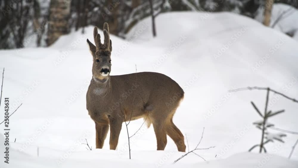 Roe deer Buck washes himself then moves on to the left. Winter, snow. Roe deer Buck washes himself then moves on to the left. Winter, snow.