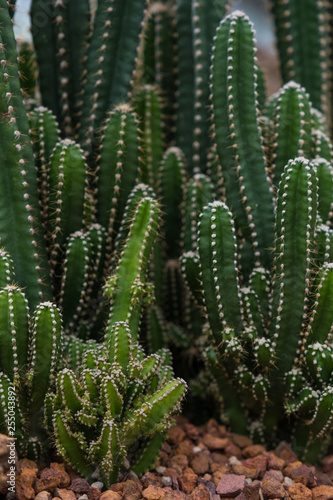 closeup cactus nature 