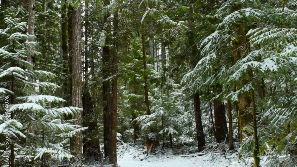 snow covered forest and snow falling snow covered forest and snow falling