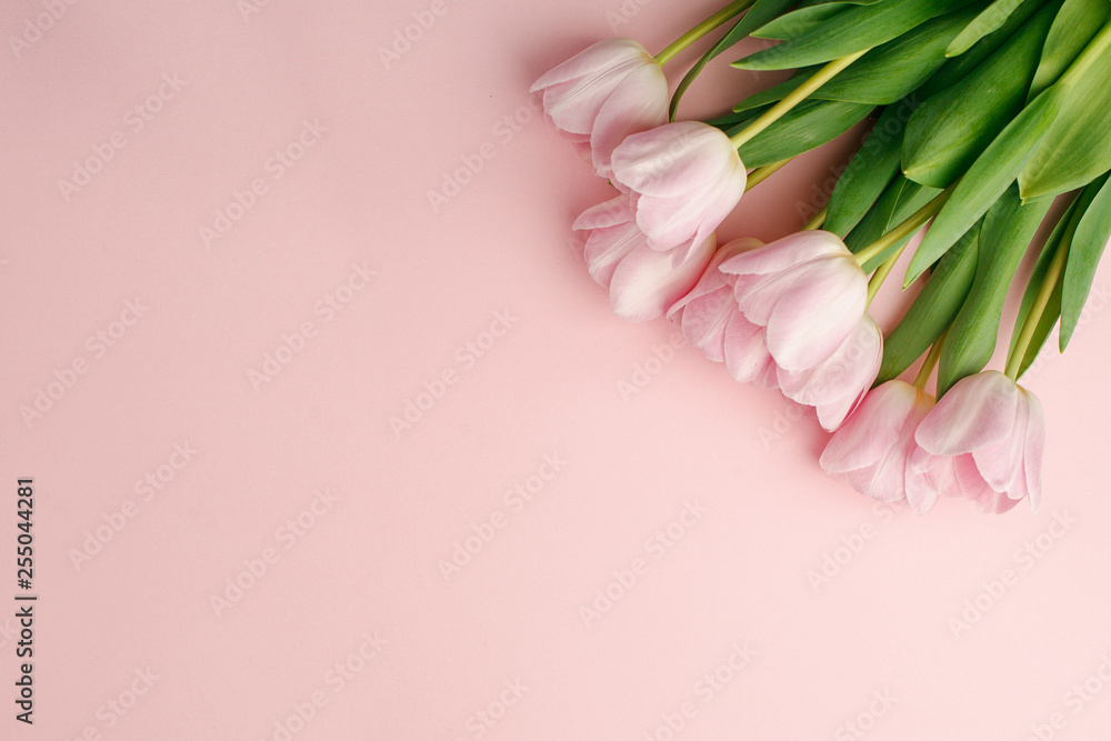 Pastel pink tulip flowers bouquet on pink background. Flat lay, top view. Minimal floral flatlay concept