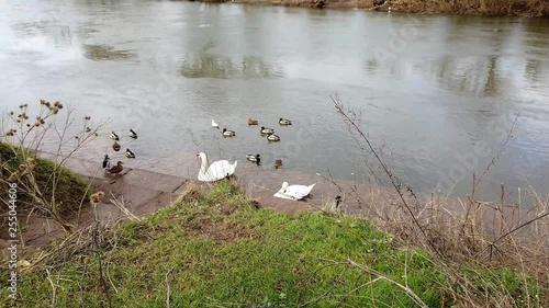 Ross on wye, by river in early spring with ducks and swans photo