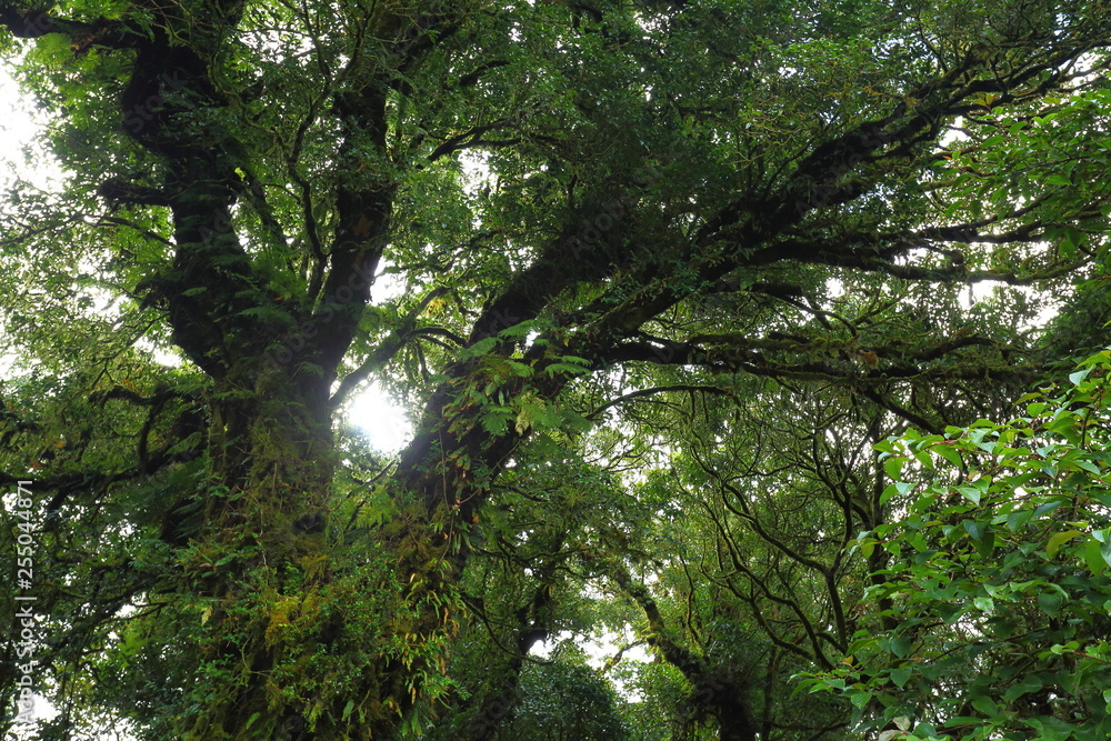sunlight throught green moss on nature tree of greenery rainforest jungle sunlight throught green moss on nature tree of greenery rainforest jungle