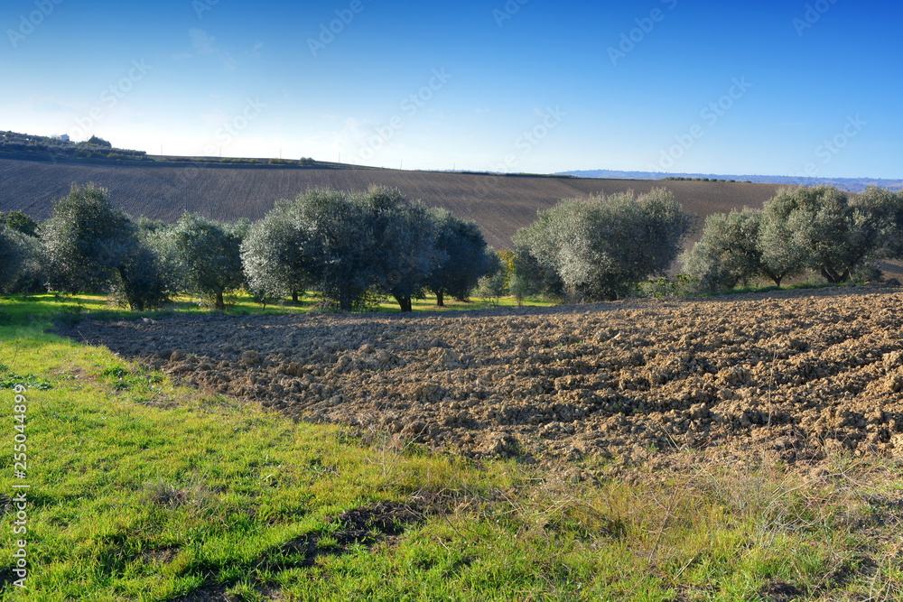 Olive groves in the countryside of southern Italy.