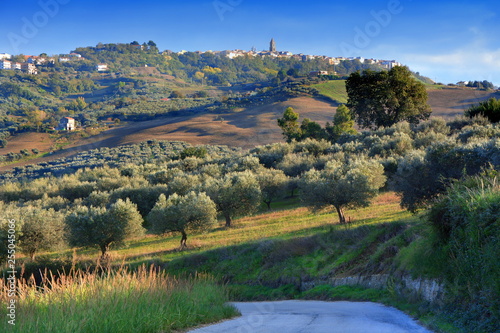 Olive groves in the countryside of southern Italy.