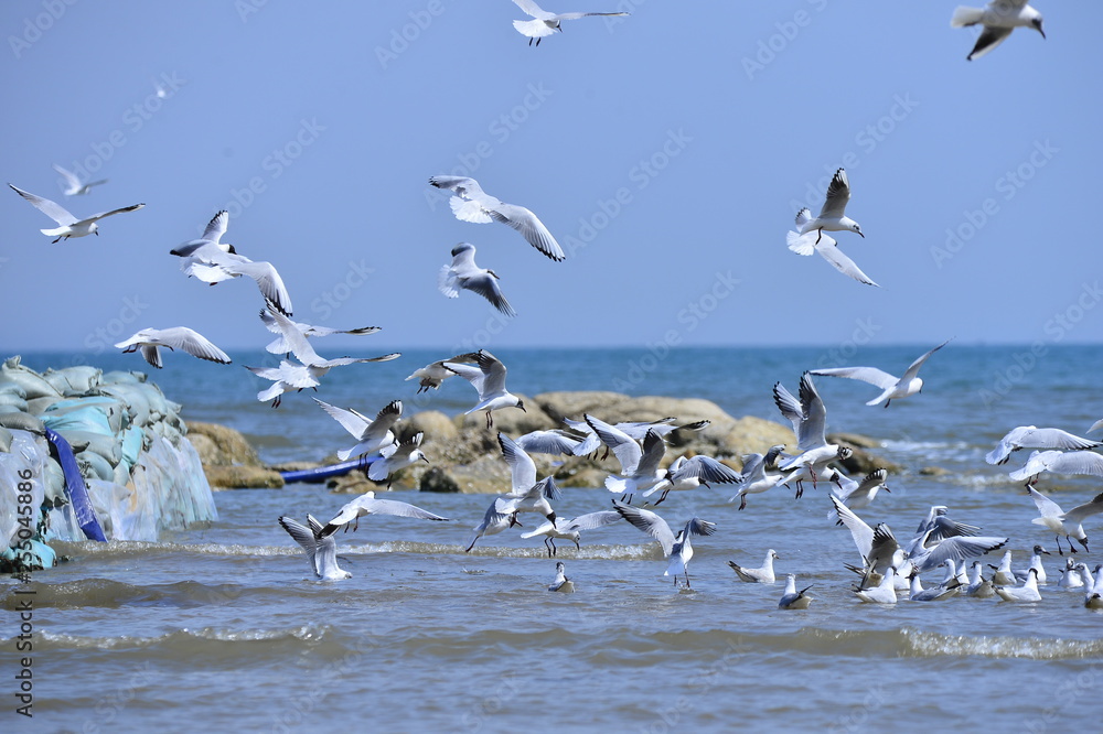 Seagulls fly in free