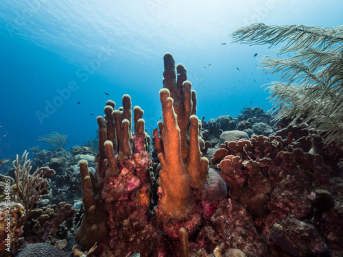 Seascape of coral reef in the Caribbean Sea around Curacao at dive Paradise with various corals and sponges